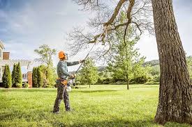 How Our Tree Care Process Works  in  North Bend, WA