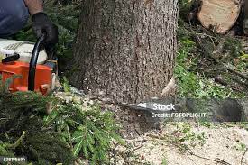Best Soil Testing and Treatment  in North Bend, WA