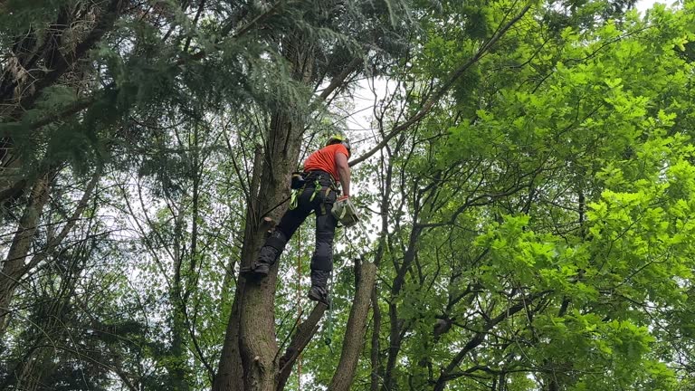 Best Tree Disease Treatment  in North Bend, WA